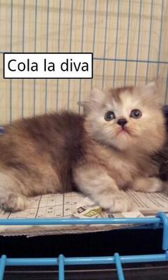 Cola - Persian + Himalayan Cat