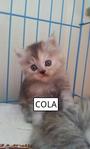 Cola - Persian + Himalayan Cat