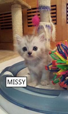 Missy - Persian + Himalayan Cat