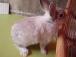 Netherland Dwarf - Dwarf Rabbit