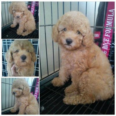 Toy Poodle - Poodle Dog