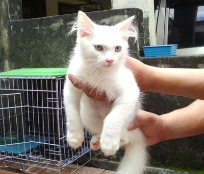 Puteh - Domestic Medium Hair Cat