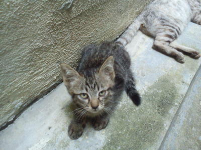 Gangster - Bengal + Domestic Short Hair Cat