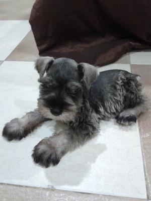 Schnauzer - Schnauzer Dog