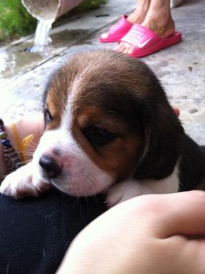 Beagle Puppy For Sales - Beagle Dog