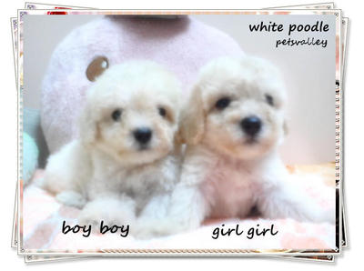 White Poodle ''pair'' - Poodle Dog