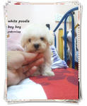 White Poodle ''pair'' - Poodle Dog