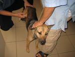 Poppy - German Shepherd Dog Mix Dog