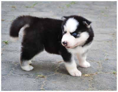 Siberian Husky For Sales - Siberian Husky Dog