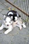 Siberian Husky For Sales - Siberian Husky Dog