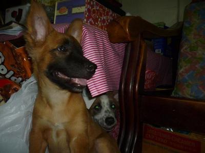 Gigi&amp;stich( Urgent Adoption ) - Mixed Breed Dog