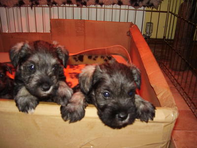 Pure Mini Schnauzer Puppies - Schnauzer Dog