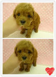 Brown Female Toy Poodle - Poodle Dog