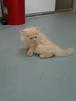 Untuk Di Letgo - Persian Cat