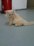 Untuk Di Letgo - Persian Cat