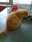 Untuk Di Letgo - Persian Cat