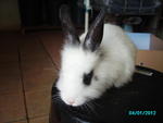 Mimi - Bunny Rabbit + Lionhead Rabbit