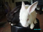 Bunny2 - Bunny Rabbit Rabbit