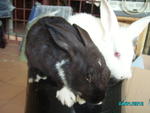 Bunny2 - Bunny Rabbit Rabbit