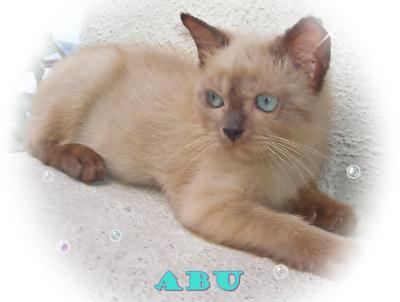 Abu - Burmese Cat