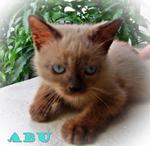 Abu - Burmese Cat