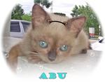 Abu - Burmese Cat