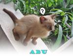 Abu - Burmese Cat