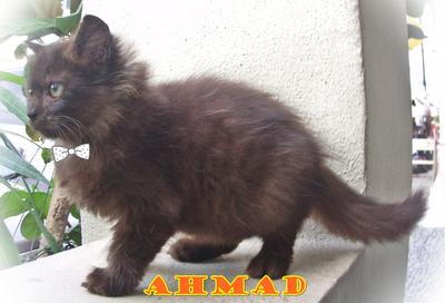 Ahmad - Persian Cat