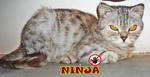 Ninja - British Shorthair Cat