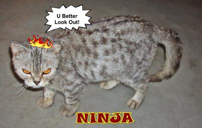 Ninja - British Shorthair Cat