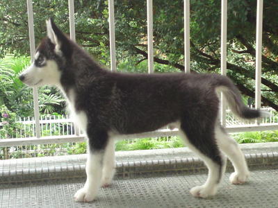 Hiro - Siberian Husky Dog