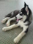 Hiro - Siberian Husky Dog