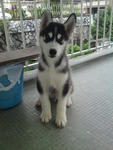 Hiro - Siberian Husky Dog