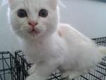 Snow - Persian Cat