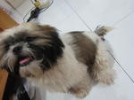 Female Shih Tzu For Sale - Shih Tzu Dog