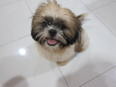 Female Shih Tzu For Sale - Shih Tzu Dog