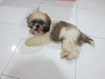 Female Shih Tzu For Sale - Shih Tzu Dog