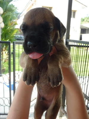 Great Dane Puppies - Great Dane Dog