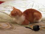 Cutie Ginger - Domestic Short Hair Cat