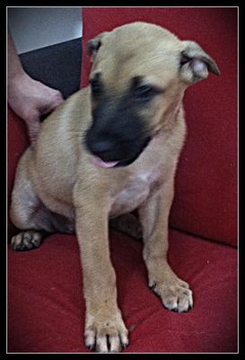 Bentley  - Belgian Shepherd Malinois Mix Dog