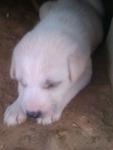 Puppies In Need Of A Home! - Mixed Breed Dog