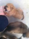 Puppies In Need Of A Home! - Mixed Breed Dog