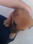 Puppies In Need Of A Home! - Mixed Breed Dog