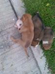 White and Brown puppy at most left are male. Other 2 are females.