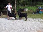 Rottweilers - Rottweiler Dog