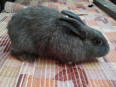 Mix Breed Rabbits - Angora Rabbit + Bunny Rabbit Rabbit