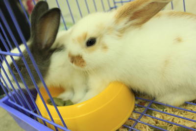 Oreo - Angora Rabbit Rabbit