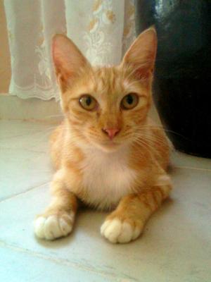 Kewcik - Domestic Short Hair Cat