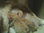 14 jan 2012 : 4 new born kittens