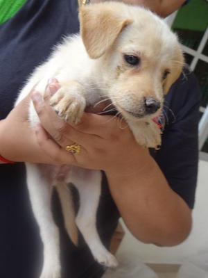 Mix Breed Puppies - Mixed Breed Dog